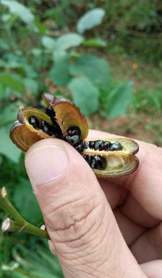 萱草的种子是什么样的 什么是萱草