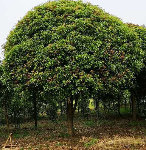 为什么桂花树价格暴跌 桂花树价格是多少