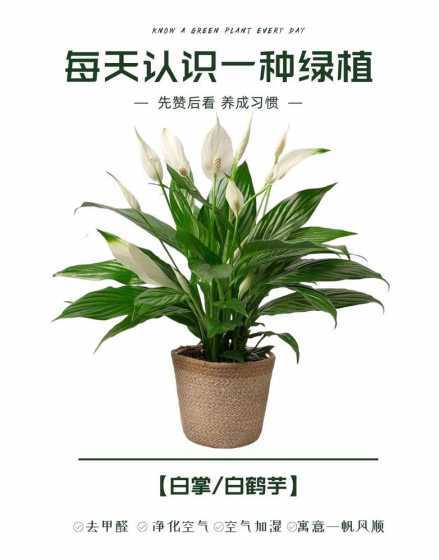 白掌为什么养着变绿掌 为什么我养的白掌变成了绿掌