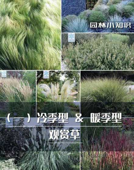 什么叫冷地型和暖地型 什么叫暖季型草坪什么叫冷季型草坪