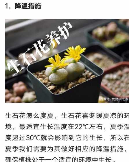 生石花苗夏天怎么养护 生石花的养殖方法