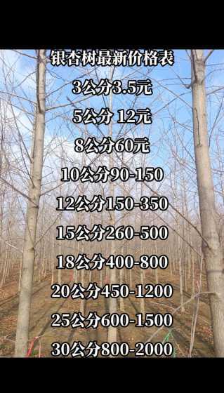 12公分银杏树多少钱 直径12公分银杏树多少钱一棵