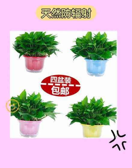 绿箩为什么能吸收甲醛 绿箩在有甲醛的地方长的好吗