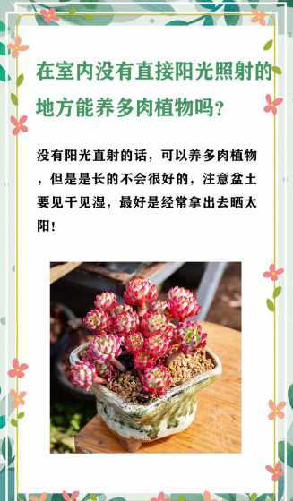 没有阳光的多肉怎么养 没阳光下如何养殖多肉植物
