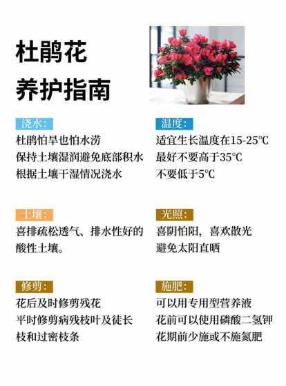 春季3月杜鹃花怎么养 如何养杜鹃花