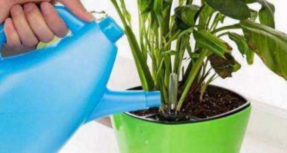 夏天盆栽浇水怎么控制 阴雨连绵的天气,花盆土一直不干,请问盆栽怎么浇水