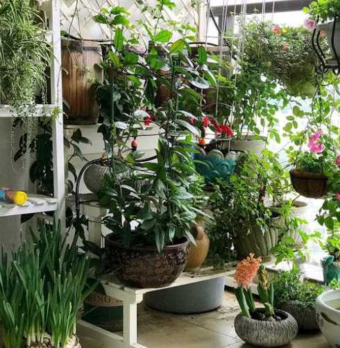 花草可以放在阳台门厅吗 阳台布置可以放置哪些花草