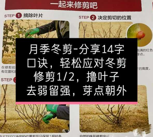 冬天为什么要把月季剪 月季花冬天能剪枝吗