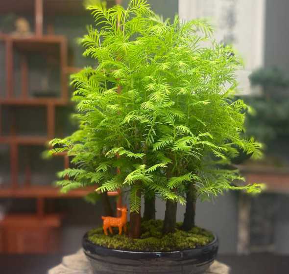 什么树木可以水养盆栽 适合摆放在家里的水养盆栽植物有哪些