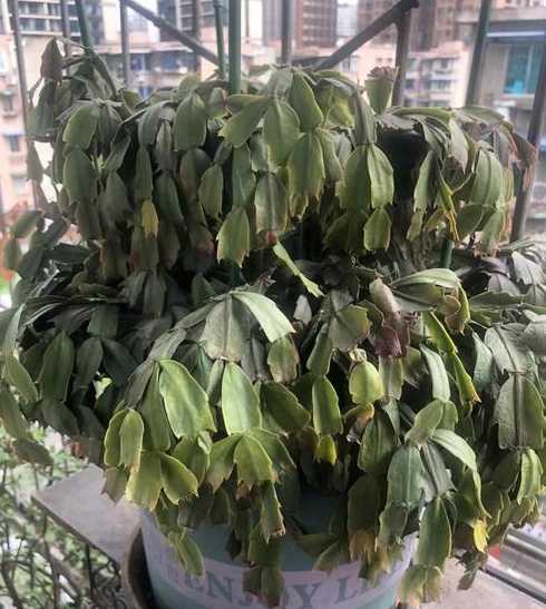 蟹爪兰的花为什么发蔫 蟹爪莲的花为什么发蔫