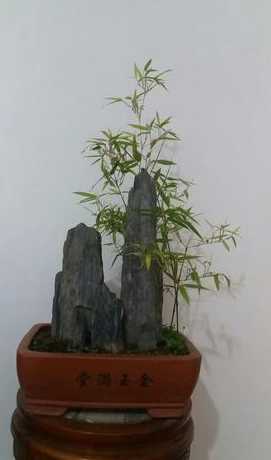 盆景竹子用什么土栽培 盆景竹子怎样快速发芽