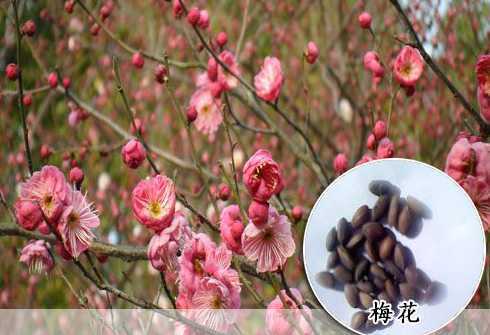梅花什么时候种子成熟 腊梅种子什么时候成熟种子长出来能开花吗