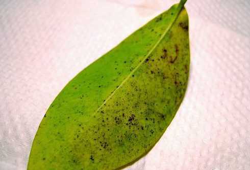 有些叶子为什么有黑点 植物叶子上有密密麻麻的黑点怎么回事