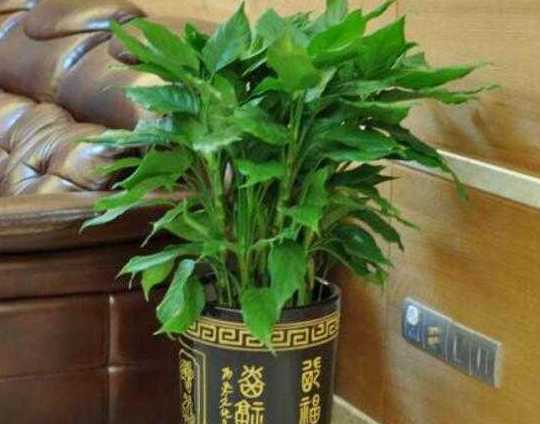 万年青长高了怎么处理 万年青长得太高怎么办