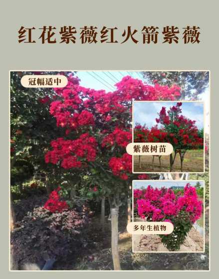 红火箭紫薇什么时候栽 红火箭紫薇怎样种植