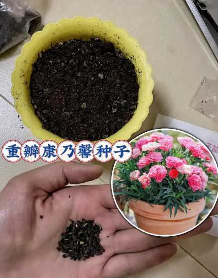 康乃馨怎么才能结种子 康乃馨的花里有种子吗