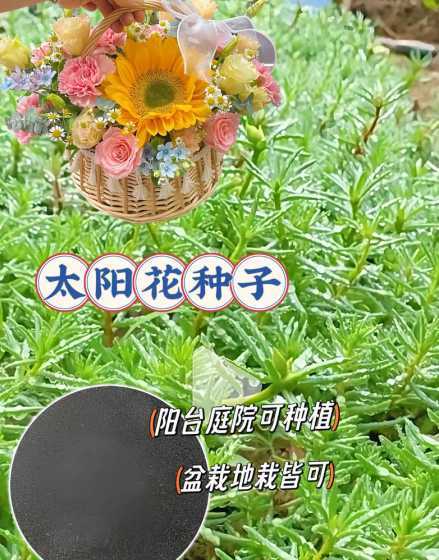 春天适合撒什么花种子 春天种什么花种子