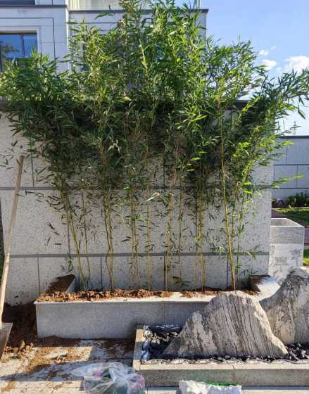 竹子旁边适合种什么花 竹子里能种植什么花