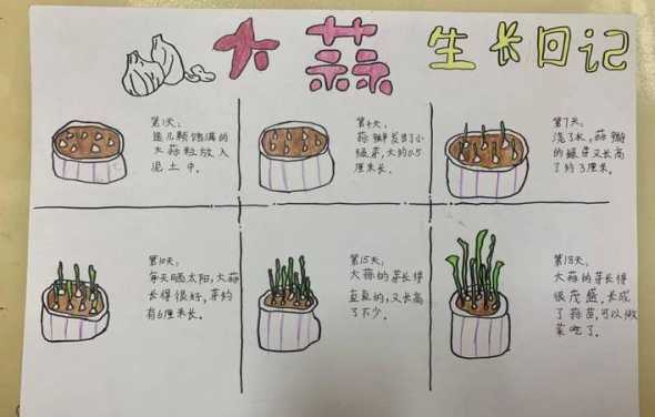 大蒜怎么种才好盆栽的 大蒜怎么盆栽怎么种