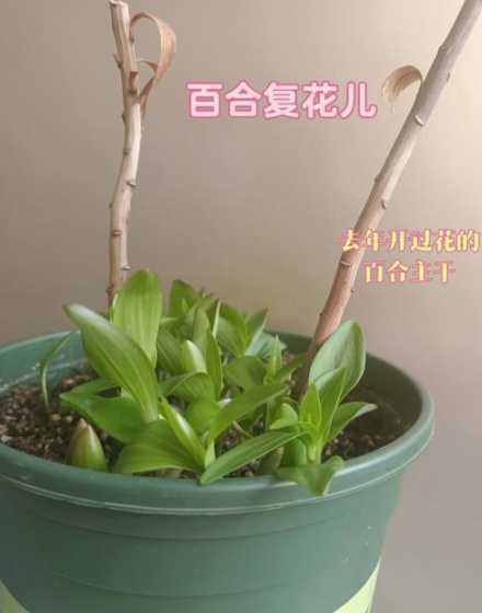 盆栽百合花怎么过冬天 百合花冬天怎么养