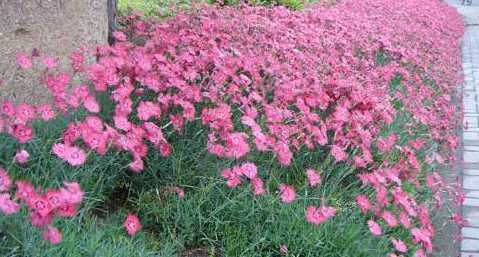 常夏石竹属于什么种类 常夏石竹是一种什么花卉植物