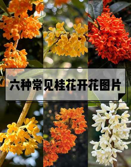 深圳桂花什么时候开花 深圳的桂花什么时候开