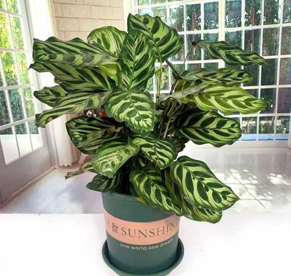 孔雀竹芋盆栽怎么养殖 孔雀竹竽怎么养