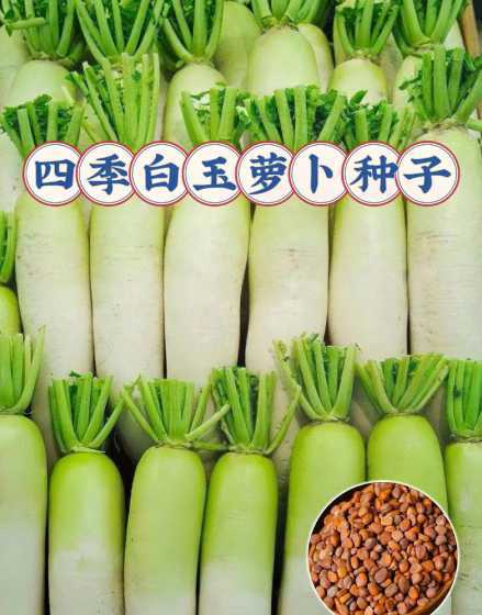 夏天适合播种什么种子 适合夏天播种的花卉种子