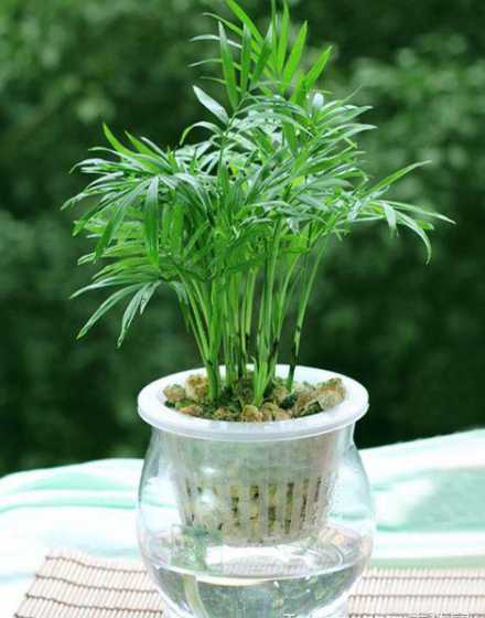 袖珍椰子浇什么水好啊 袖珍椰子怎么浇水(袖珍椰子浇什么水好)