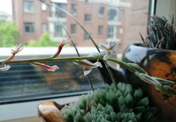 玉露开花是什么颜色的 玉露还没开花的时候是什么颜色
