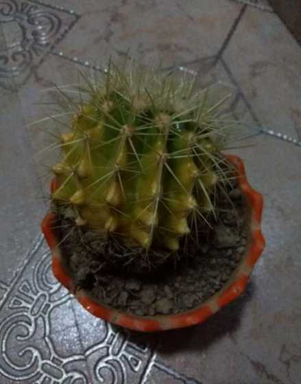 玉翁仙人球为什么发黄 我的玉翁仙人球快不行了