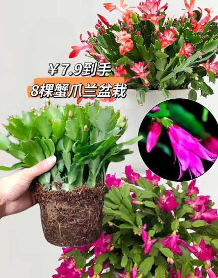 怎么样让蟹爪莲长花苞 蟹爪莲打花苞怎么浇水施肥