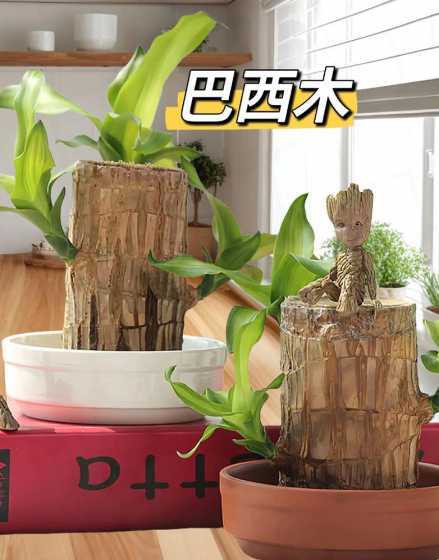 巴西木用什么花盆好看 巴西木适合没光照养吗