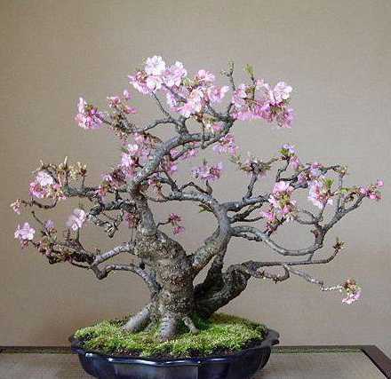 樱花盆栽什么品种好看 樱花有哪些品种 可否进行盆栽