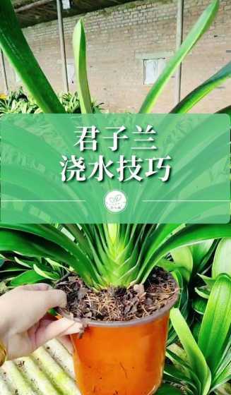 君子兰应该怎么样浇水 君子兰的浇水时间和正确方法