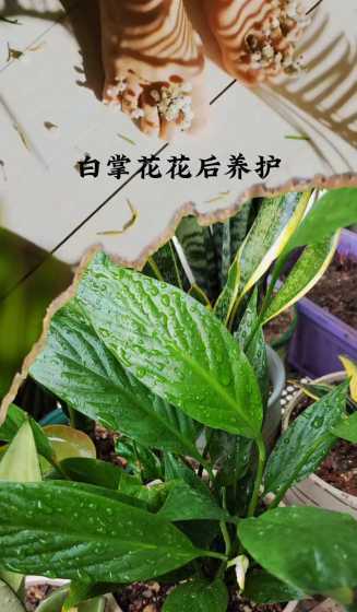 白掌秋季养殖怎么开花 白掌开花后怎么处理