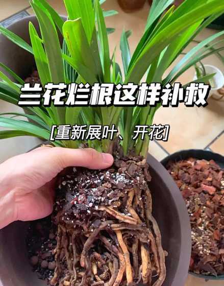 兰花根枯萎了怎么补救 兰花烂根怎么补救如何处理