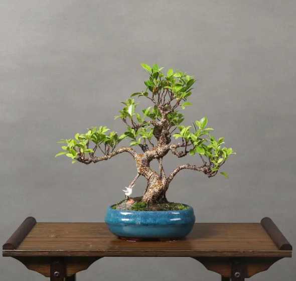 榕树用什么盆栽比较好 榕树用什么盆好