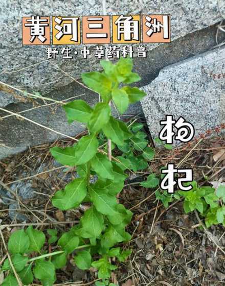 枸杞冬季什么时候落叶 枸杞盆景冬天室内过冬掉叶吗