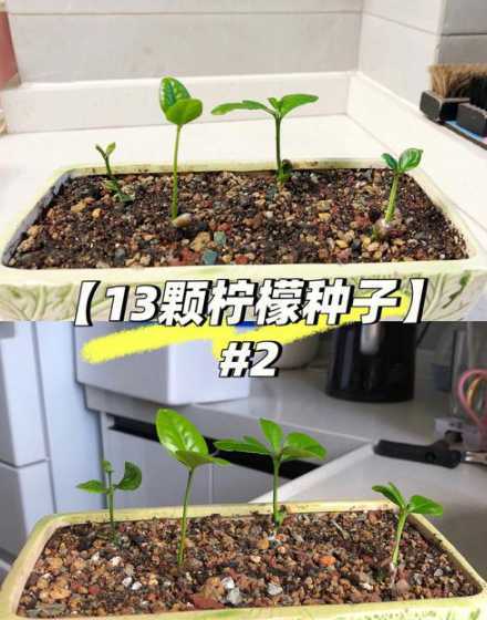 柠檬树苗怎么种植方法 柠檬怎样栽植