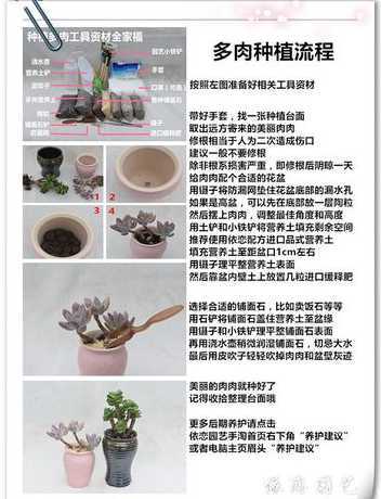 怎么把多肉养叶片养大 多肉怎么把叶片养的肥厚些