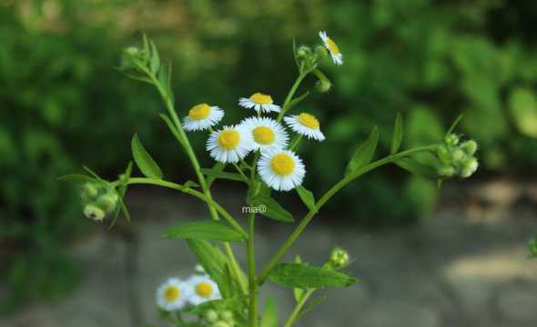 雏菊的叶子是什么颜色 菊花是什么颜色样子
