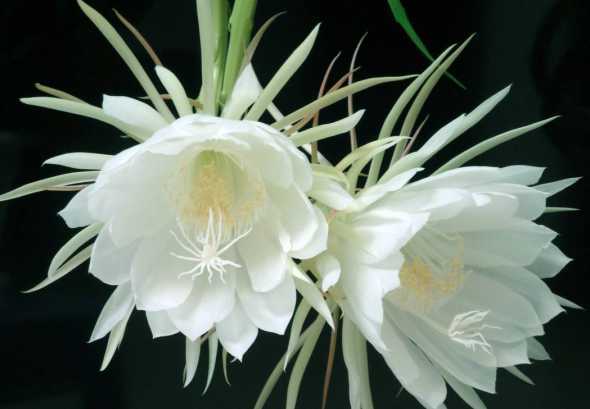 怎样看出昙花开什么花 昙花什么时候开花花朵的形状是什么