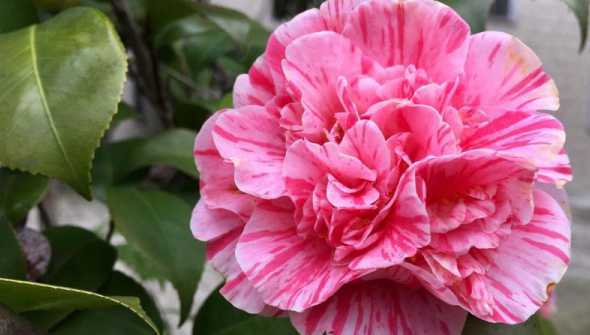 昆明的市花是什么花朵 昆明市的市花是什么花