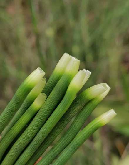 木贼的叶片是什么类型 秋海棠属于什么植物类型