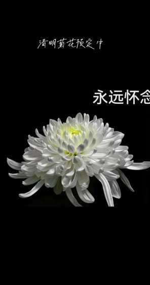 什么花花语是永远怀念 什么花代表怀念
