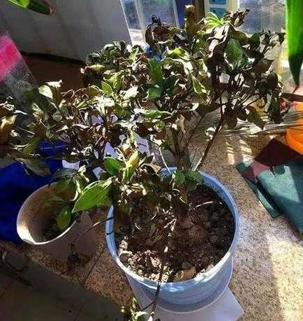 茉莉花冬天为什么不长 茉莉花能过冬天吗,茉莉花冬天怎么养要注意什么