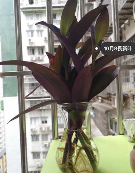 紫罗兰没有根怎么水培 紫罗兰可以水培吗