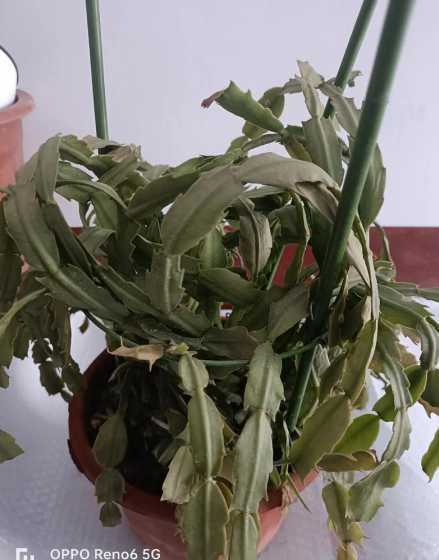蟹爪兰为什么会蔫儿了 蟹爪兰叶子蔫蔫的是怎么回事