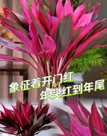 开运竹水培用什么水养 开运竹水培好还是土培好